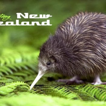 biểu tượng của new zealand, biểu tượng new zealand, biểu tượng của new zealand là gì, biểu tượng của nước new zealand, new zealand biểu tượng, con vật biểu tượng của new zealand, dương xỉ bạc, chim kiwi, chim kiwi biểu tượng