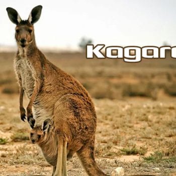 chuột túi, con chuột túi, chuột túi kangaroo, chuột kangaroo, chuột túi sống ở đâu, chuột túi ăn gì, kangaroo chuột túi, chuột túi con, chuột túi úc, con chuột túi kangaroo, chuột túi giao phối, chuột túi kanguru, chuột túi ở úc, chuột túi kangaroo là biểu tượng của nước nào, hình ảnh chuột túi kangaroo