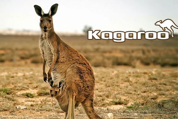 kangaroo sống ở đâu