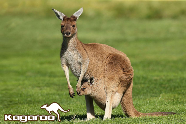 kangaroo sống ở đâu