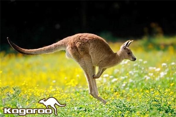 chuột túi, con chuột túi, chuột túi kangaroo, chuột kangaroo, chuột túi sống ở đâu, chuột túi ăn gì, kangaroo chuột túi, chuột túi con, chuột túi úc, con chuột túi kangaroo, chuột túi giao phối, chuột túi kanguru, chuột túi ở úc, chuột túi kangaroo là biểu tượng của nước nào, hình ảnh chuột túi kangaroo, kanguru, kăng gu ru, kangaroo con, con kangaroo, kangaroo đỏ, kangaroo úc, kangaroo sống ở đâu, chuot tui